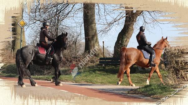Paardenstalling Wiertz