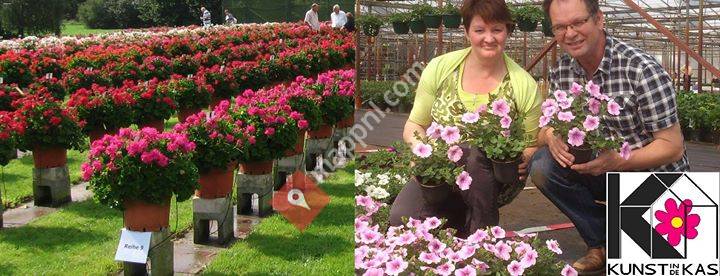 Perkplanten kwekerij Verhaag