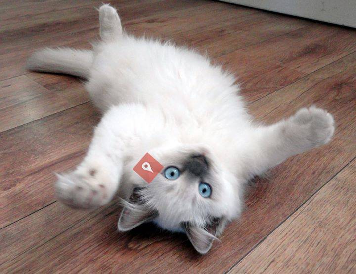 Ragdoll cattery What a girl wants