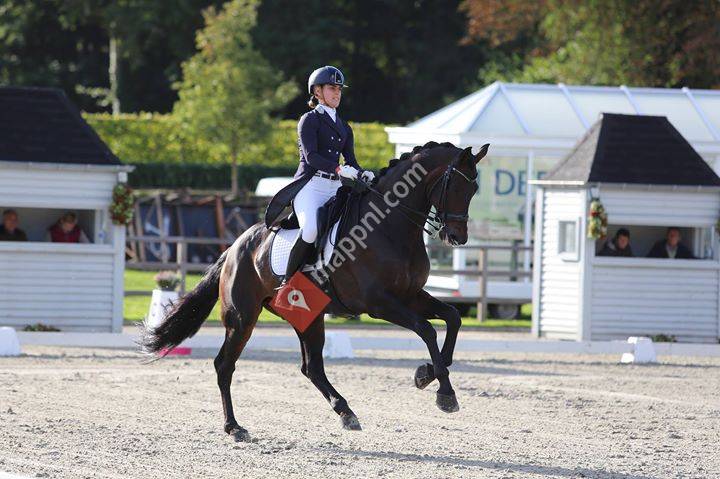 RFS Horses