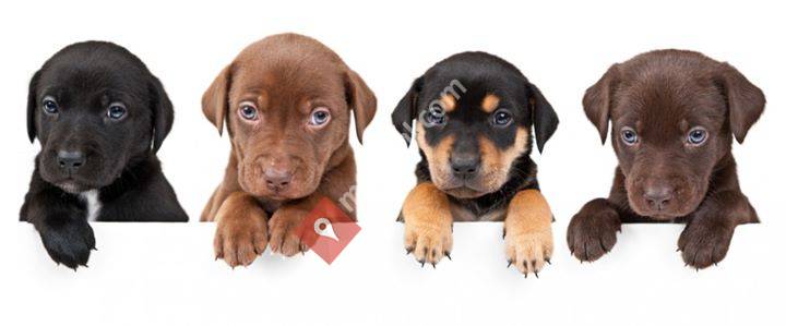 Rik's Dogs Centre