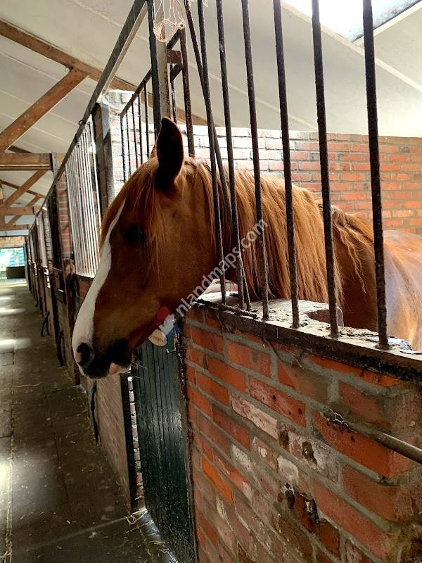 Ruitersportschool Manege Molenzicht
