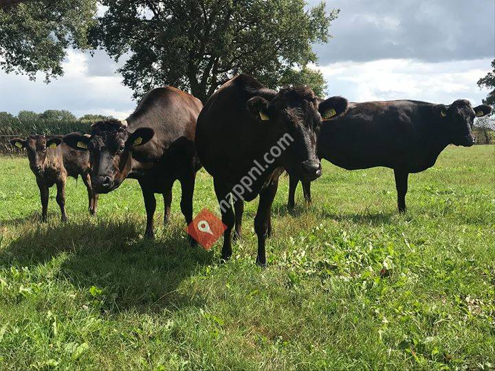 Runderen van Rechteren - Wagyu