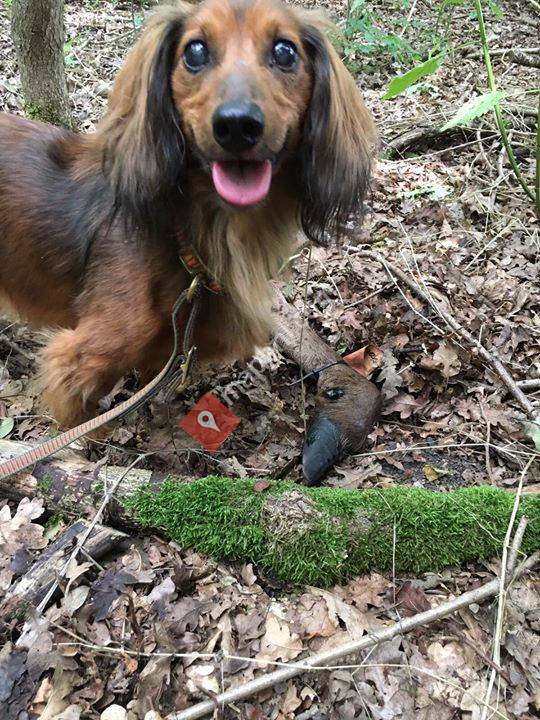 Samen Werken hondenschool