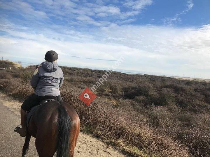 Sophie's choice Horse & Holiday