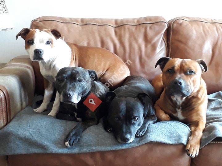 Staff's off Nimscho Staffordshire Bull Terrier