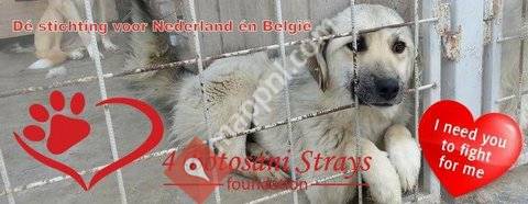 Stichting Heart 4 Botosani Strays
