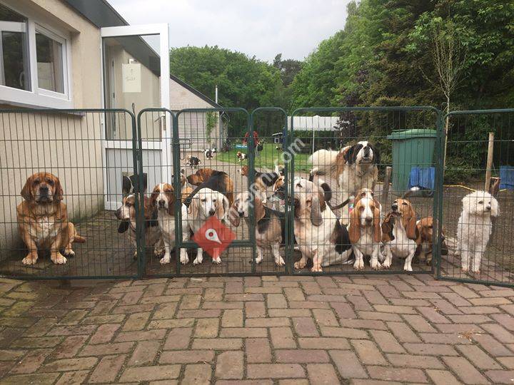 Stichting Jacob's Ark - Basset Rescue