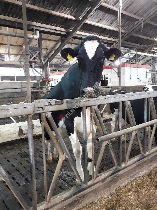 Stichting Praktijkschool voor de Veehouderij en het Weidebedrijf