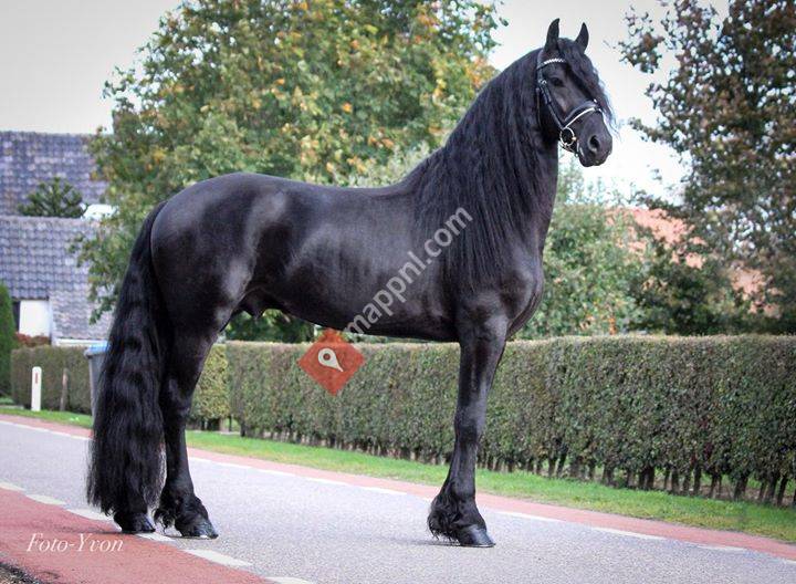 Trainingsstal Dynamis