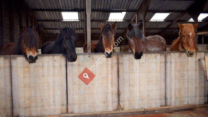 Trekpaarden spiegelarij Teun's Hoeve