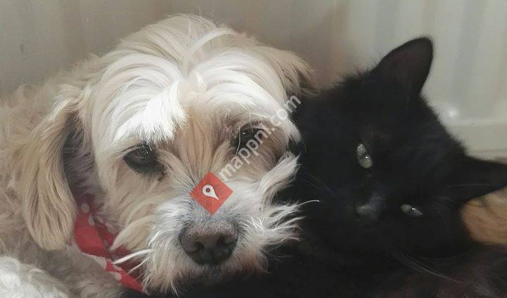 Trimsalon HondsTrouw