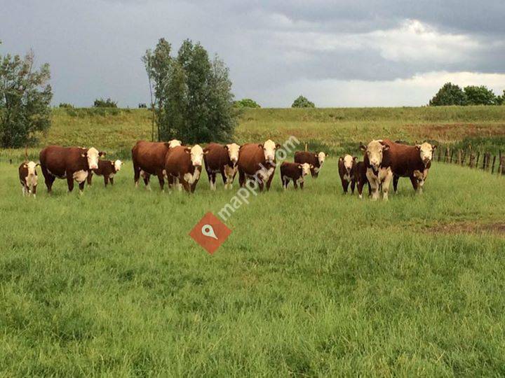 Van de bommel Herefords