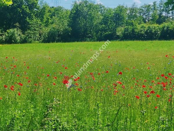 Van Gogh - Roosegaarde Cycle Path