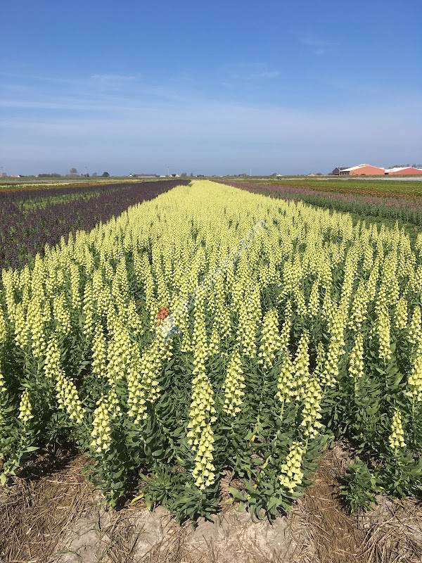 Van Lierop Adviesgroep