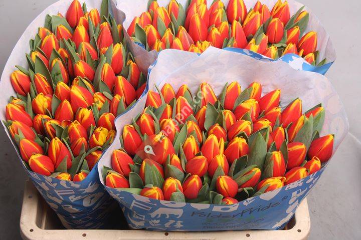 Van Woesik Veredeling BV