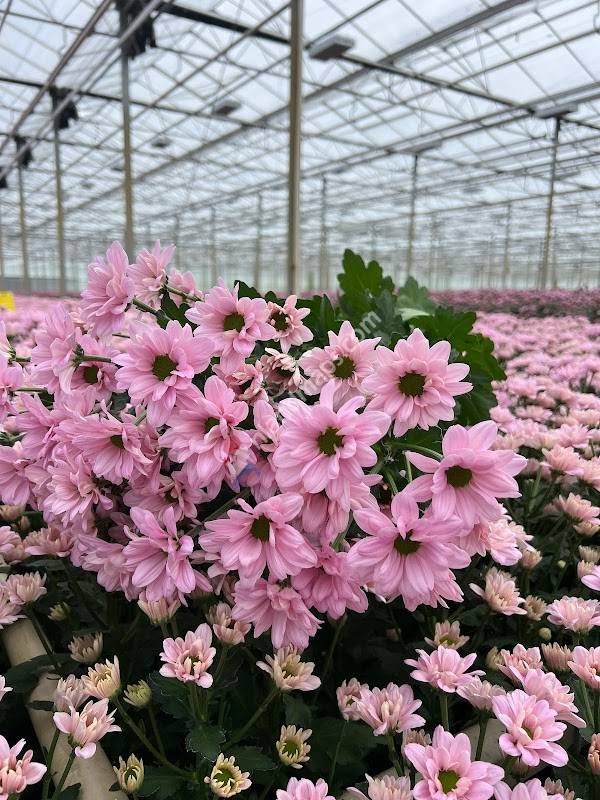 Van Wordragen Flowers B.V.