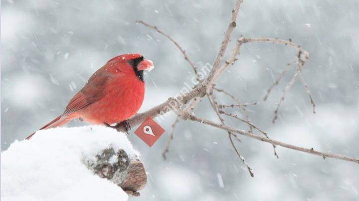 Vogel banketbakkerij