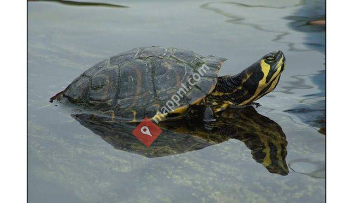 Water&landschildpaddenopvang
