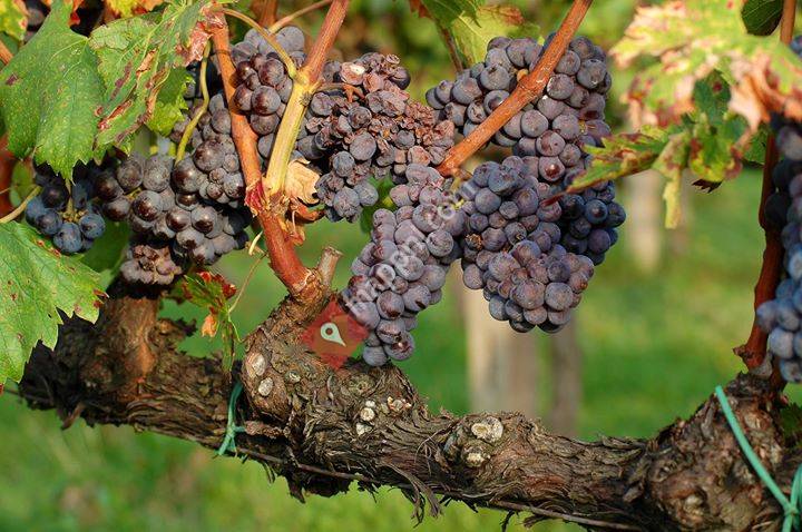 way of wine