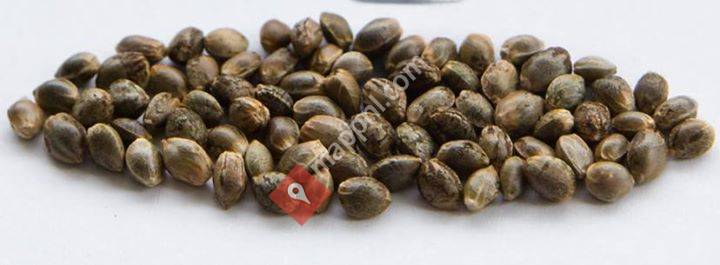 Wiet-seeds