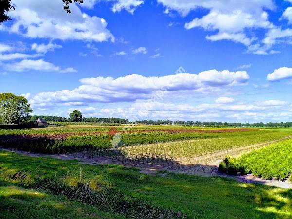 Wouwse Plantage, Wouwse Plantage