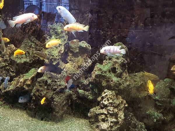 WZH Carel van den Oever